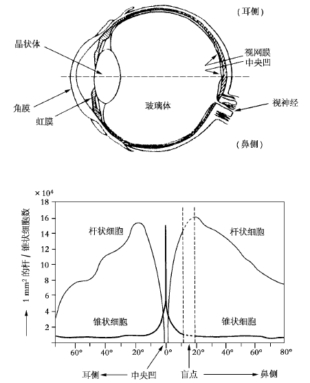 從人眼視覺(jué)特性談高品質(zhì)觀影體驗(yàn)的營(yíng)造